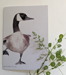 GEESE SET of 5 greeting cards, wild canadian goose