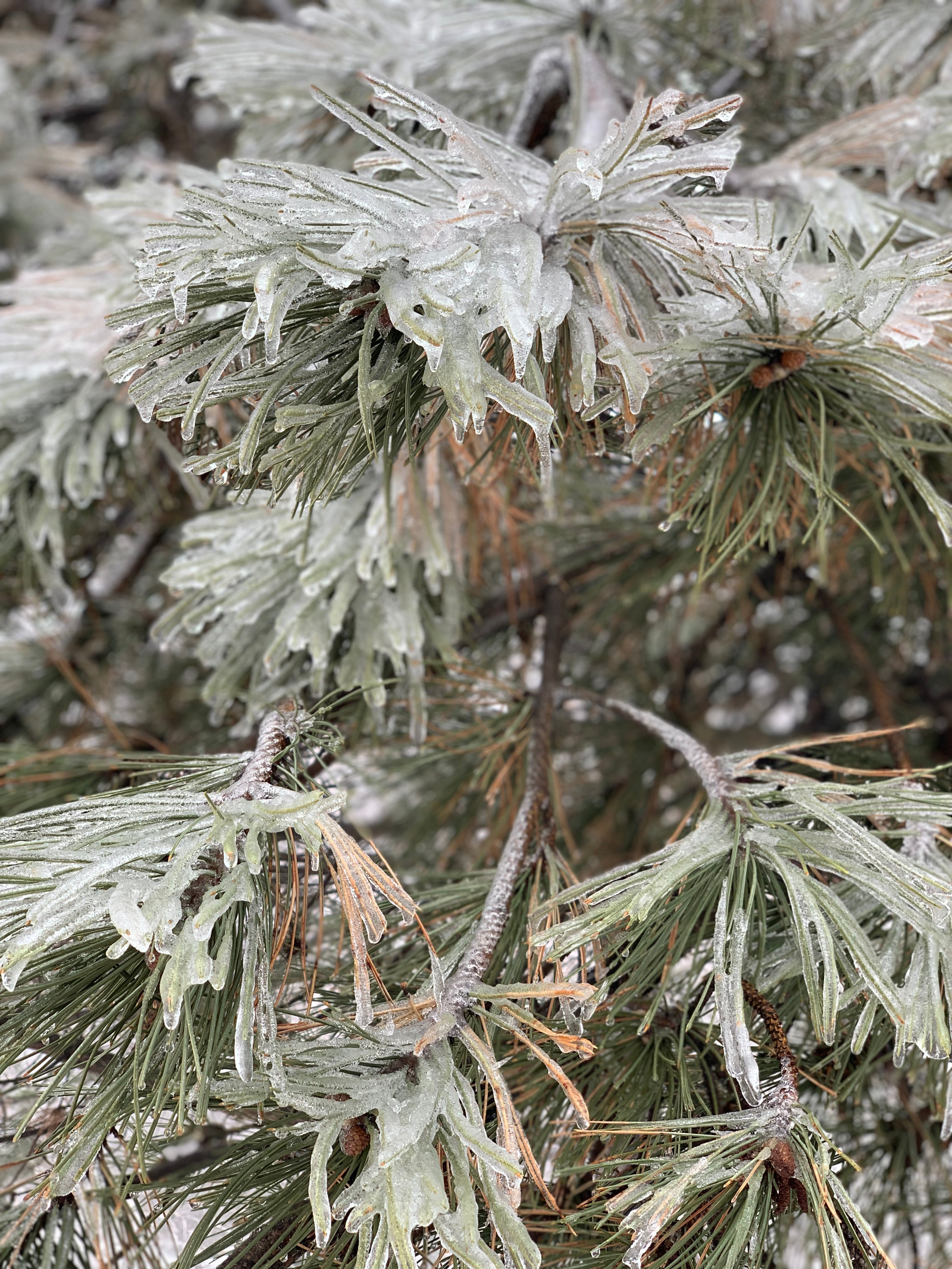 5 avril 2025 Shinrin Yoku - Pleine présence en forêt- Outaouais