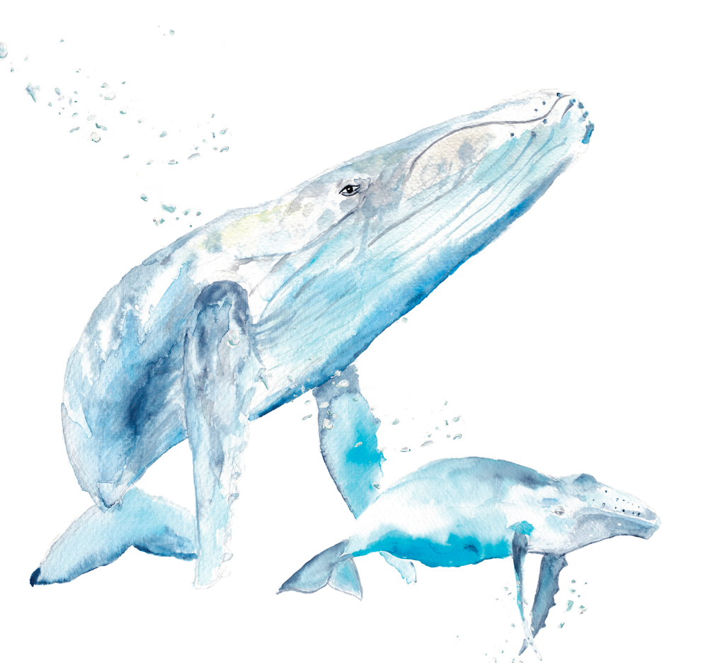 Calendar whales watercolor Sophie Dufresne Guindon