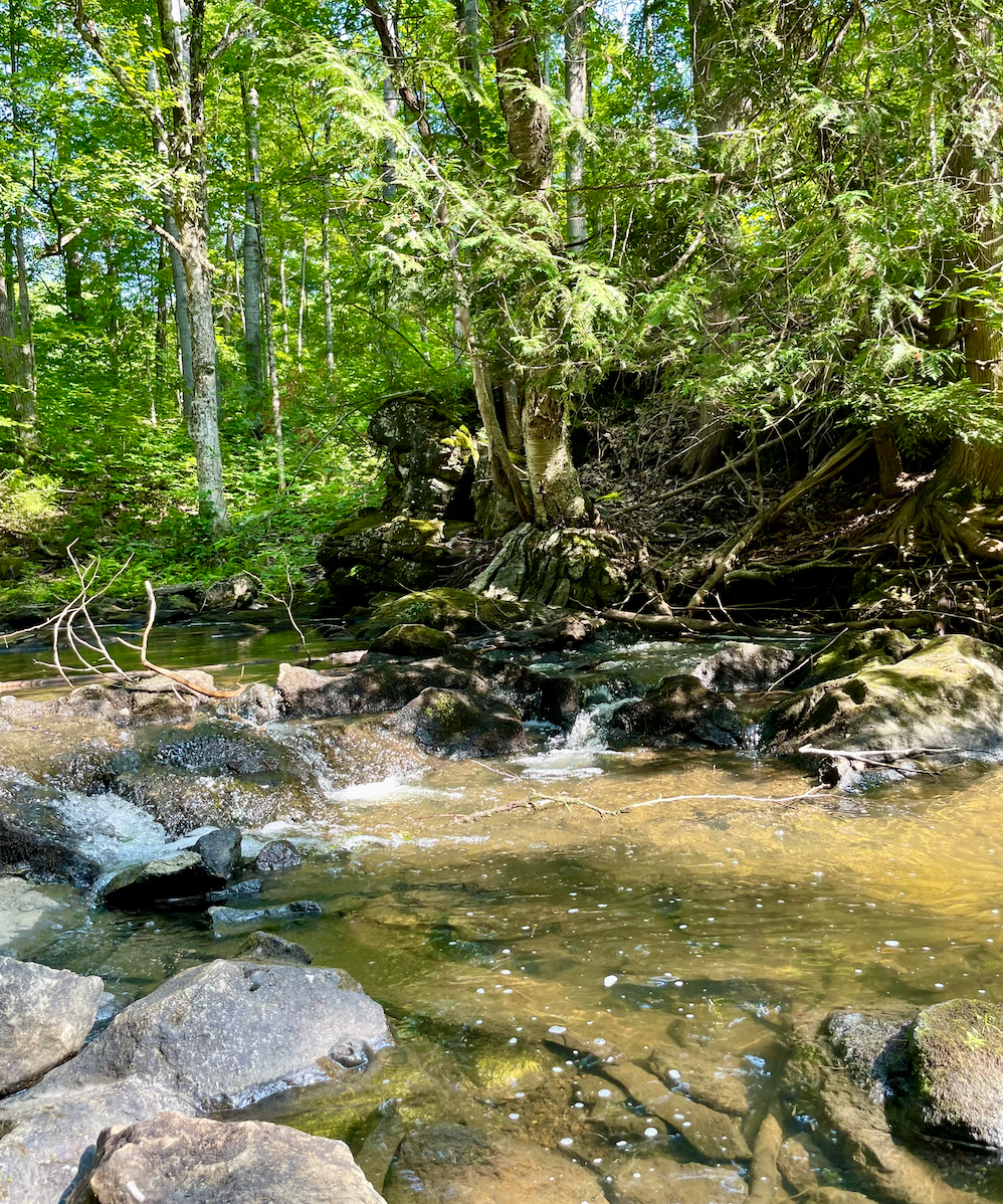24 août 2025 Shinrin Yoku - Pleine présence en forêt- Chelsea