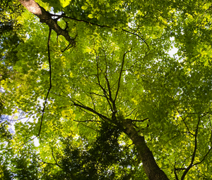24 août 2025 Shinrin Yoku - Pleine présence en forêt- Chelsea