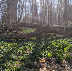 6 avril 2025 Shinrin Yoku - Pleine présence en forêt- Chelsea