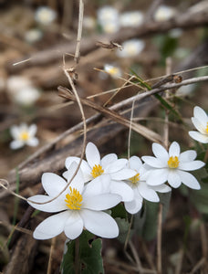 5 avril 2025 Shinrin Yoku - Pleine présence en forêt- Outaouais