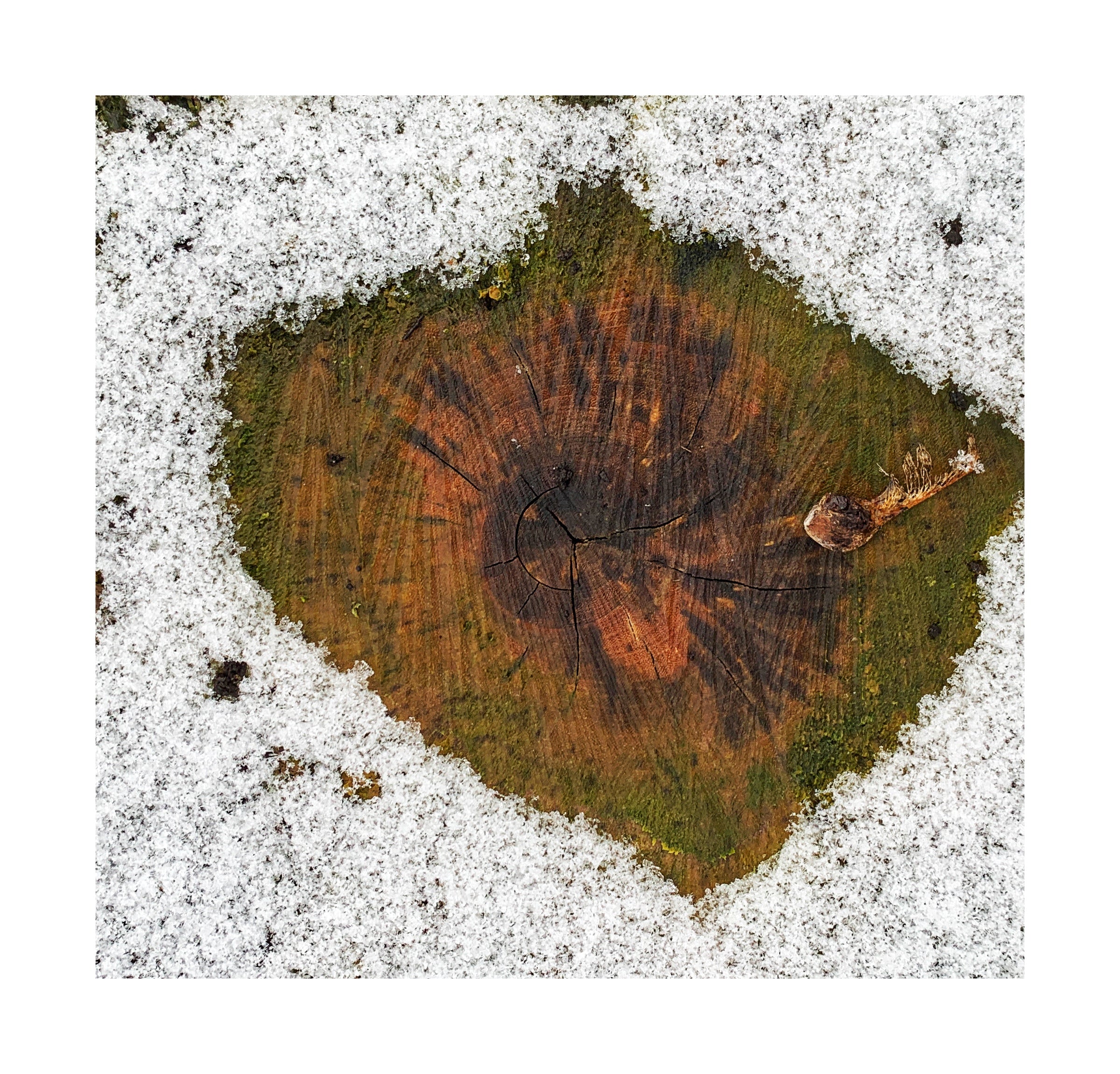 - 22 mars 2025 Shinrin Yoku - Pleine présence en forêt- WAKEFIELD,