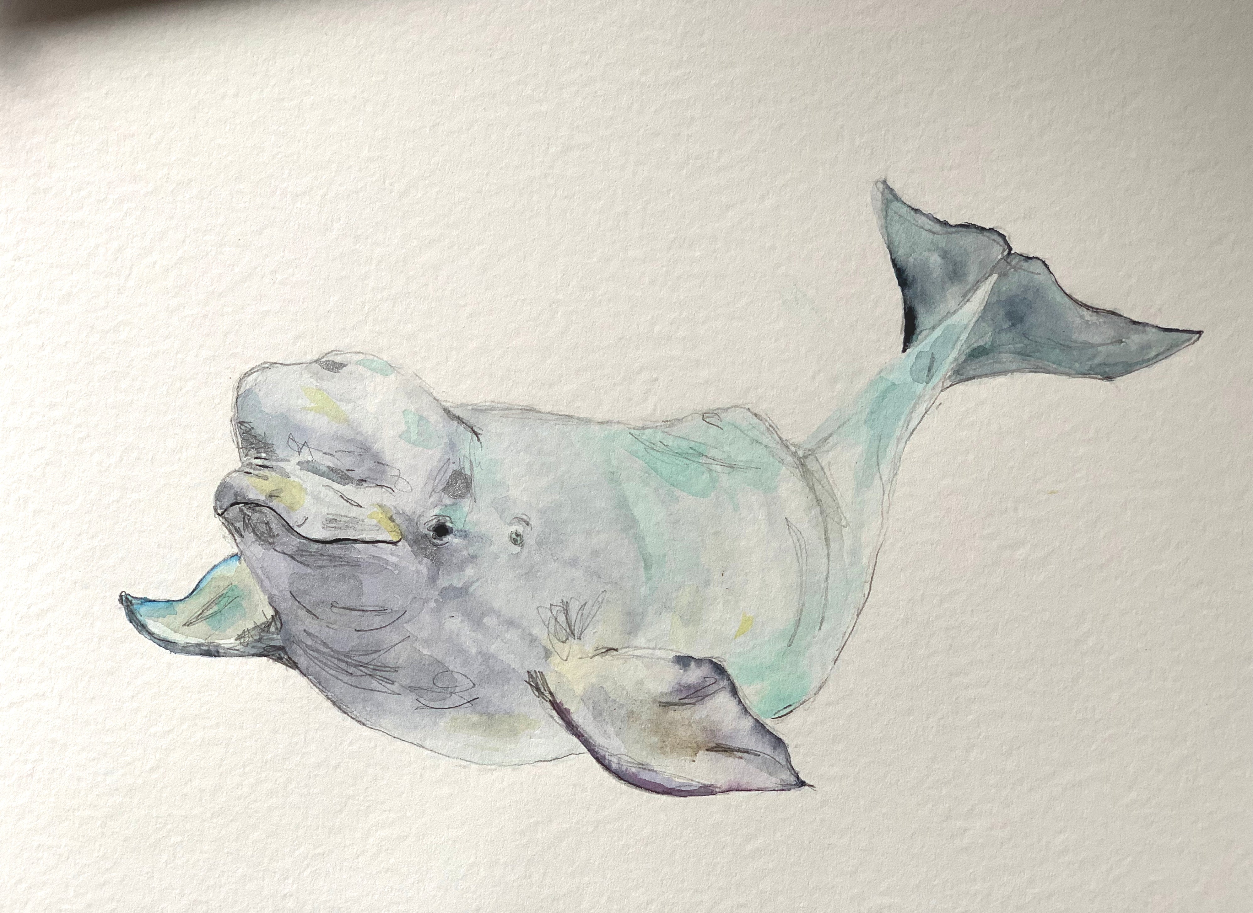 BELUGA Original Watercolor Whale