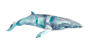 Original Watercolor Minke Whale